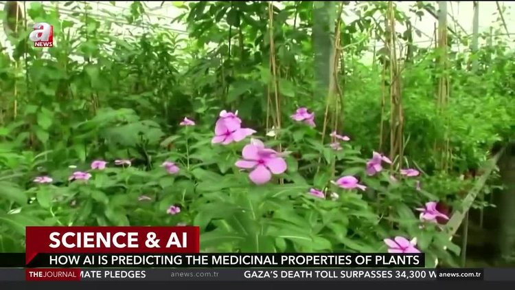 How AI is predicting the medicinal properties of plants