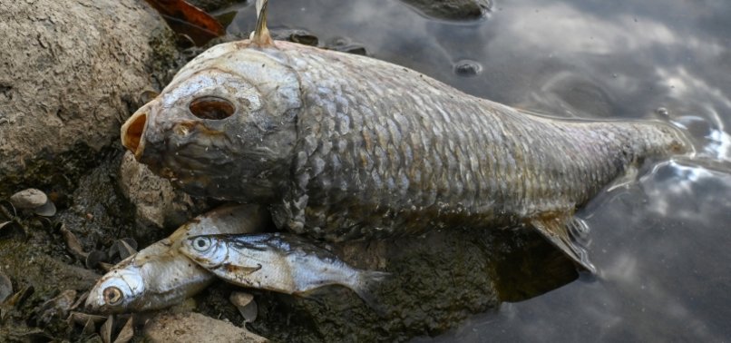 GERMAN AGENCY: ODER RIVER POLLUTION COULD AFFECT FISH IN BALTIC SEA