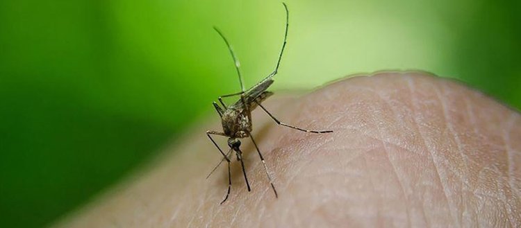 DSÖ: Nijerya’da sıtmadan ölüm oranı yüzde 55 azaldı