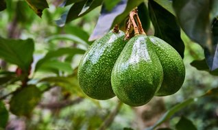 Avokado üretimi yeni gelir kapısı oldu