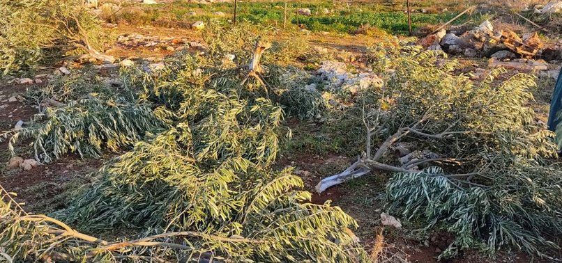 ISRAELI FORCES TURN FARMLANDS BELONGING TO PALESTINIANS INTO BARREN LANDS BY UPROOTING TREES AND VEGETATION