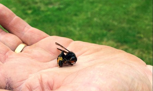 Asian hornet captured: Ireland on biosecurity alert