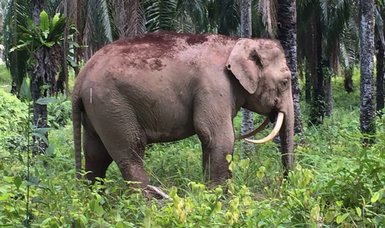 Pygmy elephant gores handler to death in Malaysia