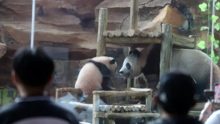 Giant panda cub Satrio Wiratama in Indonesia
