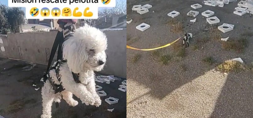 MISSION IMPOSSIBLE: VIRAL VIDEO SHOWS DOG WITH INGENIOUS TECHNIQUE OWNERS USED TO RETRIEVE THEIR BALL