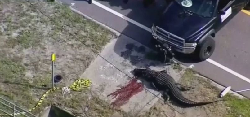 ALLIGATOR KILLED AFTER FLORIDA WOMANS BODY FOUND IN JAWS