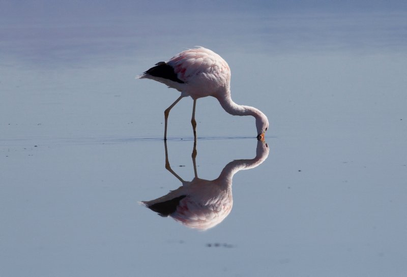 In Chiles Atacama, lithium mining stirs fight over flamingos