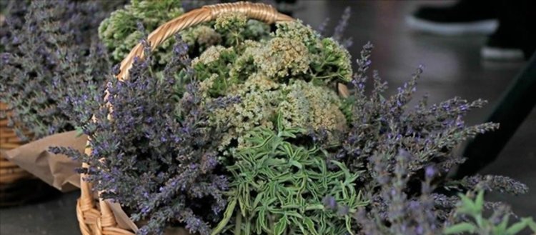 Tıbbi aromatik bitkilerin kontrolsüz kullanımının sağlık sorunlarına yol açabileceği belirtildi