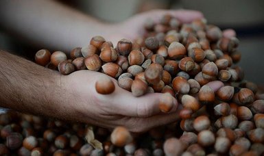 Turkey's hazelnut exports top 231,600 tons in 9 months