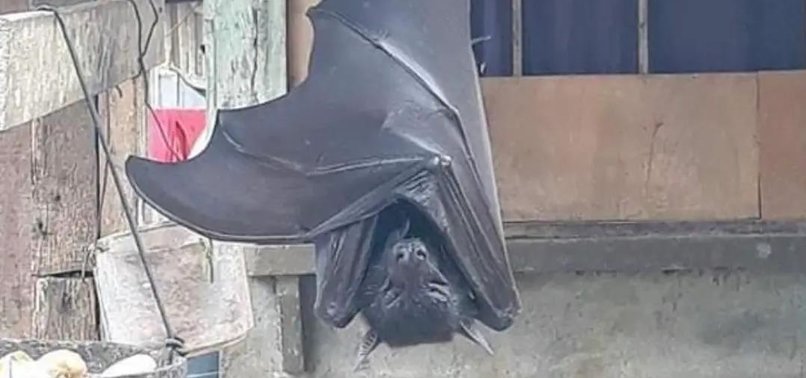 FOOTAGE OF TERRIFYING ‘HUMAN-SIZED’ BAT GOES VIRAL ON SOCIAL MEDIA | GIANT BAT SPOTTED IN PHILLIPINES