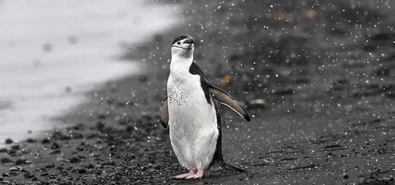 WORLD’S LARGEST PENGUIN COLONY LOSES NEARLY TWO-THIRDS OF POPULATION AMID CLIMATE CHANGE: STUDY