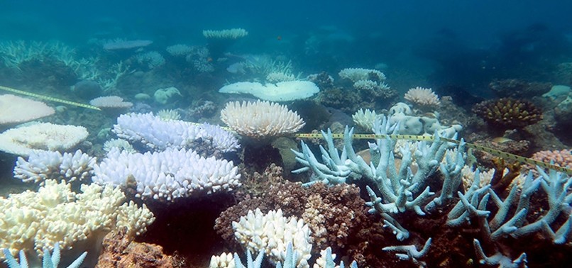CATASTROPHIC CORAL DAMAGE DISCOVERED ON AUSTRALIAS GREAT BARRIER REEF