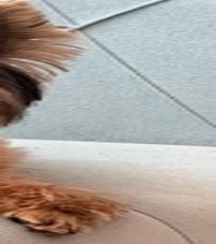 Odin 