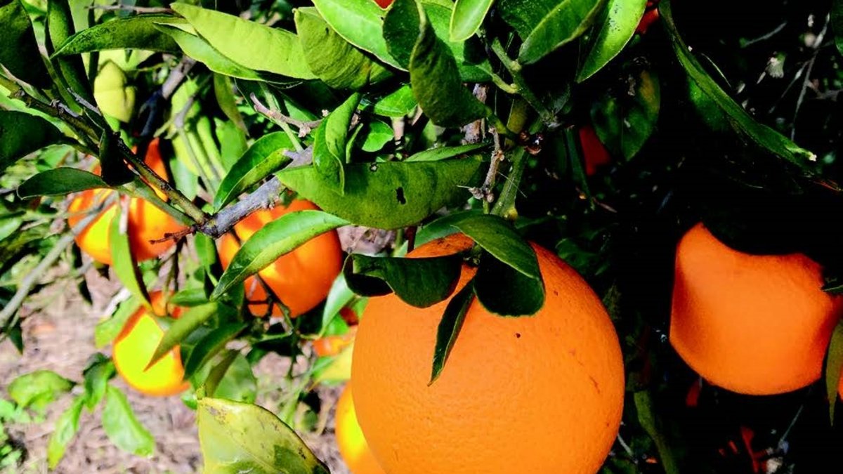 Antalya’nın Lezzetli Mirası; Finike Portakalı