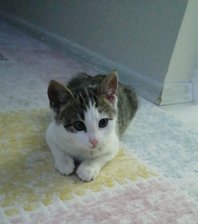 Minni