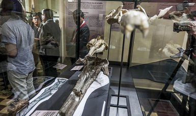 Scientists find fossilized skull of 16-million-year-old river dolphin species in Peru