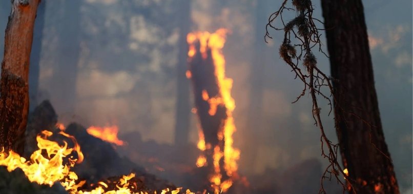 SPAIN’S POPULAR TOURIST ISLAND OF TENERIFE :FIRES WAS STARTED DELIBERATELY, OFFICIAL SAYS