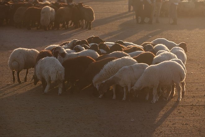 adak nedir adak nicin kesilir adak