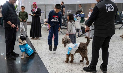 Türkiye therapy dogs join Istanbul Airport staff