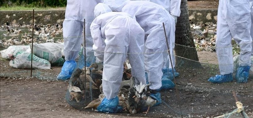 BIRD FLU OUTBREAK DETECTED IN DUCK FARM IN SOUTHERN BULGARIA