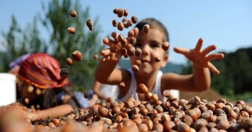 Turkey earns $1.5B in hazelnut exports in 9 months