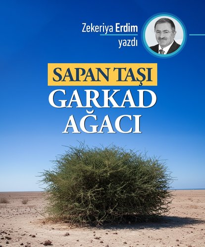Sapan Taşı, Garkad Ağacı