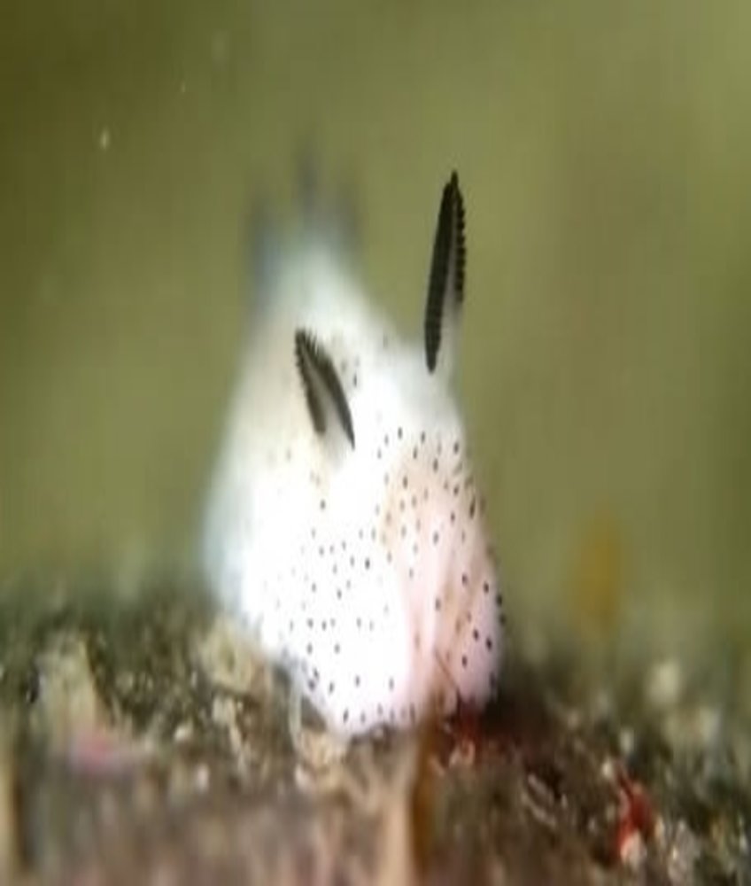 sabah