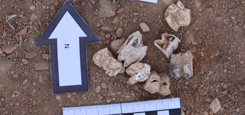TREASURE TROVE OF PREHISTORIC FOSSILS UNEARTHED IN TURKEY