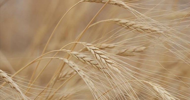 Hindistan’da 2023’te dar gelirlilere ücretsiz tahıl yardımı yapılacak