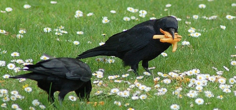 CROWS LIVING IN THE CITY HAVE HIGHER CHOLESTEROL LEVELS DUE TO FAST FOOD, STUDY REVEALS