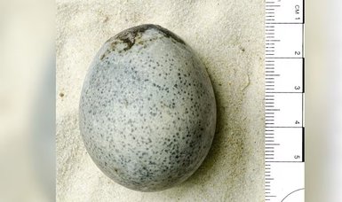 Egg from Roman times found in England still contains liquid