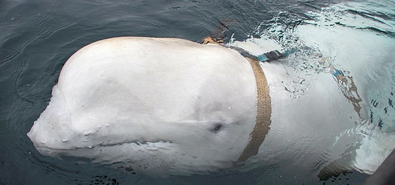 RUSSIAN SPY WHALE SURFACES IN SWEDEN