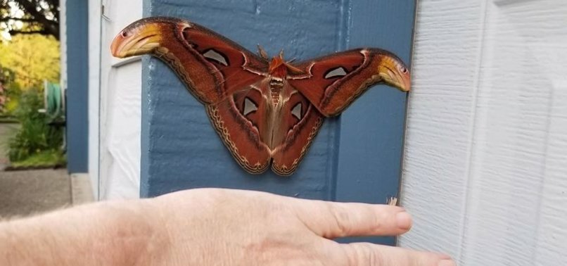 ATLAS MOTH, ONE OF WORLDS LARGEST, DETECTED IN US FOR FIRST TIME: OFFICIALS