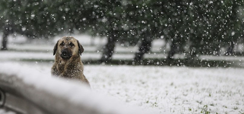 LONG-AWAITED SNOWFALL DUSTS ISTANBUL, ANKARA