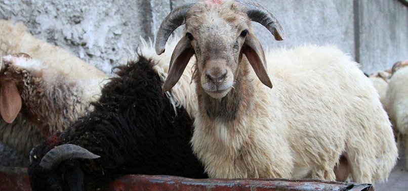 TURKEYS 34,000 SHEEP DONATION ADDS JOY TO ETHIOPIA EID