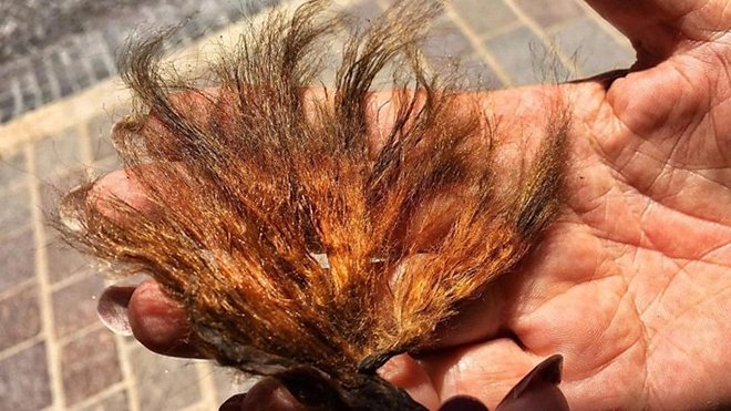 30 GRAM İPEK İÇİN 100 KEZ DENİZE DALMAK GEREK