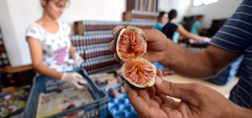 BLACK FIGS GROWN IN TURKEY’S BURSA GET GEOGRAPHICAL INDICATION REGISTRATION CERTIFICATE