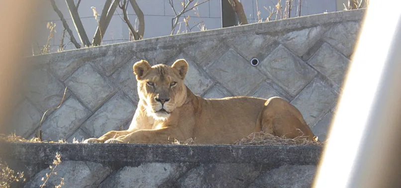 THREE LIONS DIE OF SUSPECTED HEATSTROKE AT TOKYO ZOO