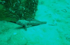 Yapay Resiflerle Çeşitlilik Arttı