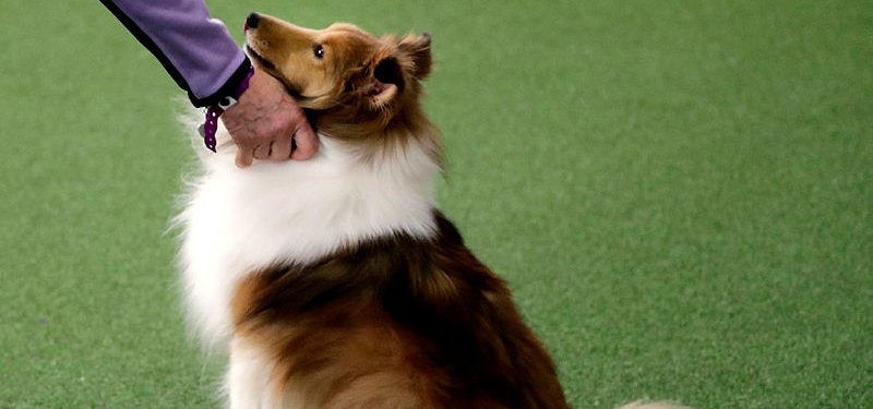 Stressed out? Your dog may feel it too, study suggests
