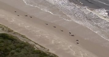 Nearly 500 pilot whales stranded in Australia; 380 dead