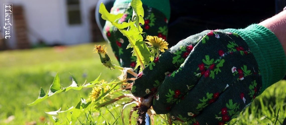 KARAHİNDİBA YAPRAĞI