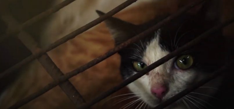 VIETNAM POLICE FIND 2,000 DEAD CATS INTENDED FOR TRADITIONAL MEDICINE