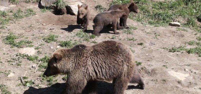 SPAIN SEARCHES FOR WOUNDED BEAR AND CUB AFTER BRUTAL ATTACK