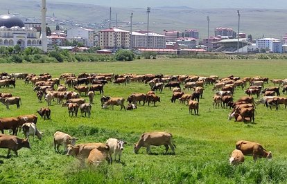Kabushayvancılığadasıçradı
