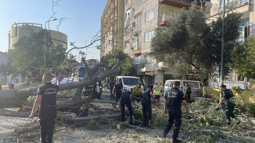 DEV AĞAÇ ARAÇLARIN ÜZERİNE DEVRİLDİ