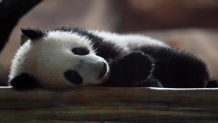 Giant panda cub Satrio Wiratama in Indonesia