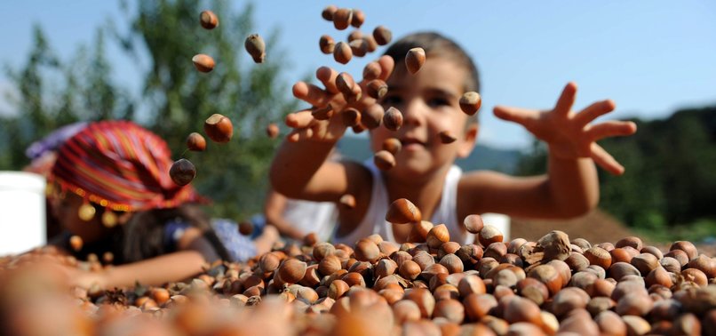 TURKEY EXPORTS OVER 90,000 TONS OF HAZELNUT IN 3 MONTHS