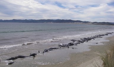 Hundreds of whales die after stranding on remote New Zealand island