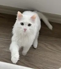 Arya